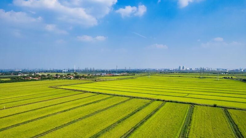 农民专业合作社与公司：经营范围的深度解析