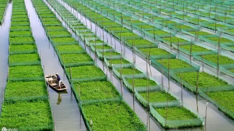 日光温室蔬菜大棚：揭秘其价格构成与选购要点