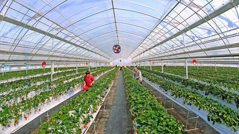2025年有机蔬菜批发价，看这五点就够了