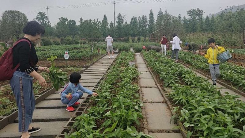 菏泽市区旺源牡丹种植专业合作社