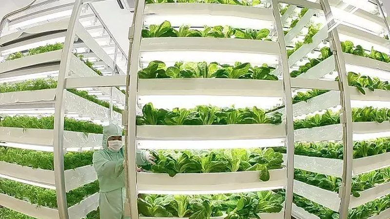 绿色食品加盟：投资回报背后的考量因素**