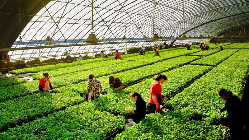 冻品农产品质量验收：标准解读与验收要点**
