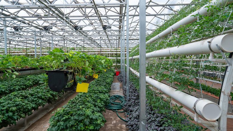生态农业与现代农业：探寻可持续发展的最佳路径