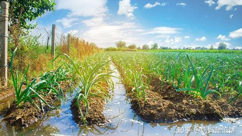 农资采购，如何避免陷入误区？**