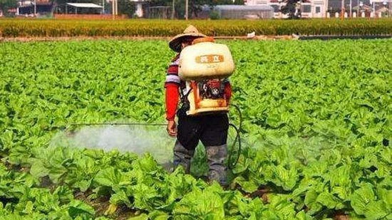 缩短蔬菜种植周期，提高亩产的关键策略